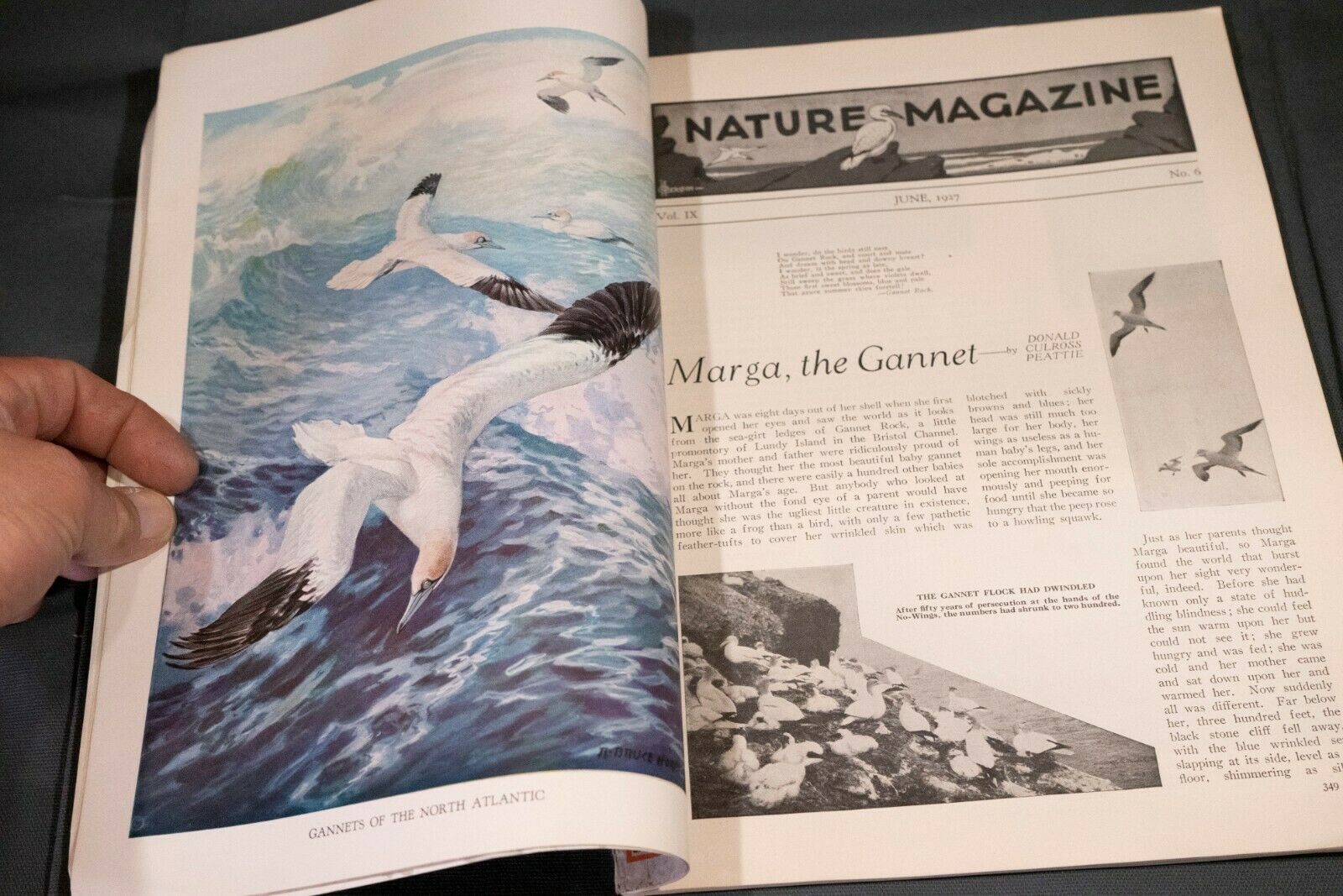 Nature Magazine June 1927 No.6 Nice Phillip Hexom Duotone Lithographic Cover - Fresh Stock Dated December 2025