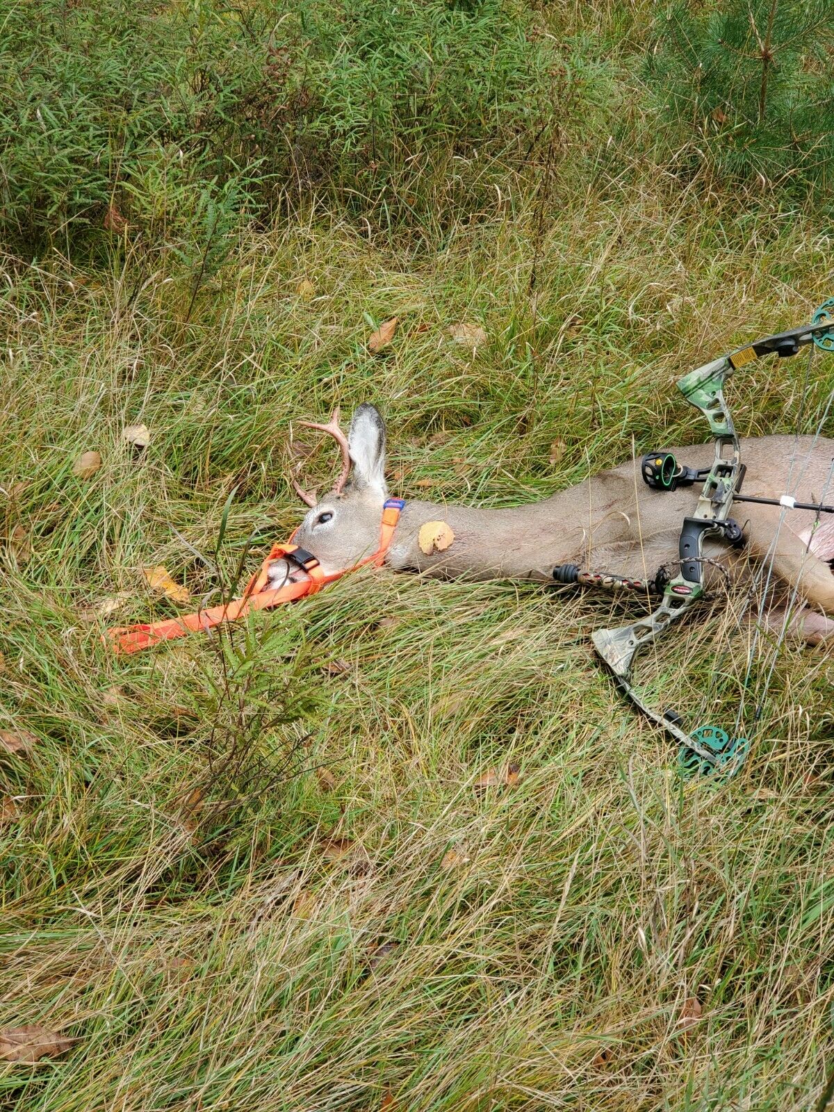 Hunters-Partner Deer Drag -Just Snap, Pull & Go  Special Price Only .95 - Fresh Stock Dated February 2026