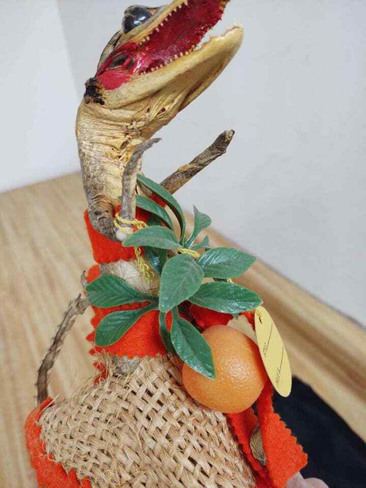 Vintage taxidermy alligator with skirt, original tags from Miami. - Fresh Stock Dated February 2026