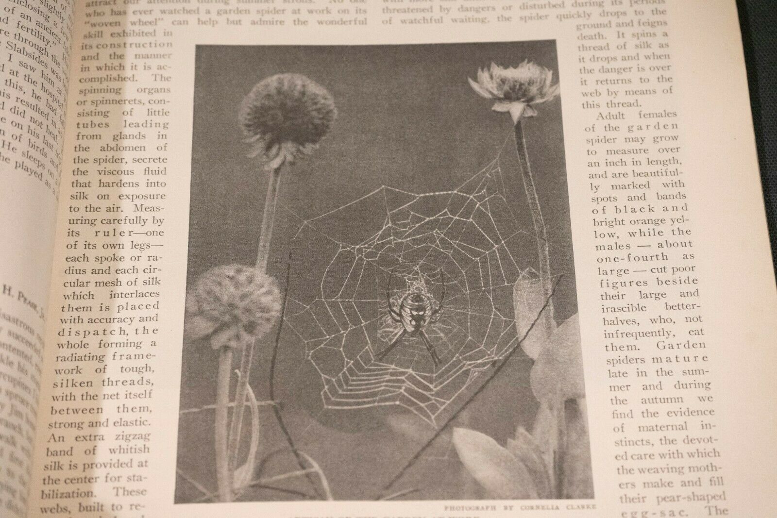 Nature Magazine June 1927 No.6 Nice Phillip Hexom Duotone Lithographic Cover - Fresh Stock Dated December 2025