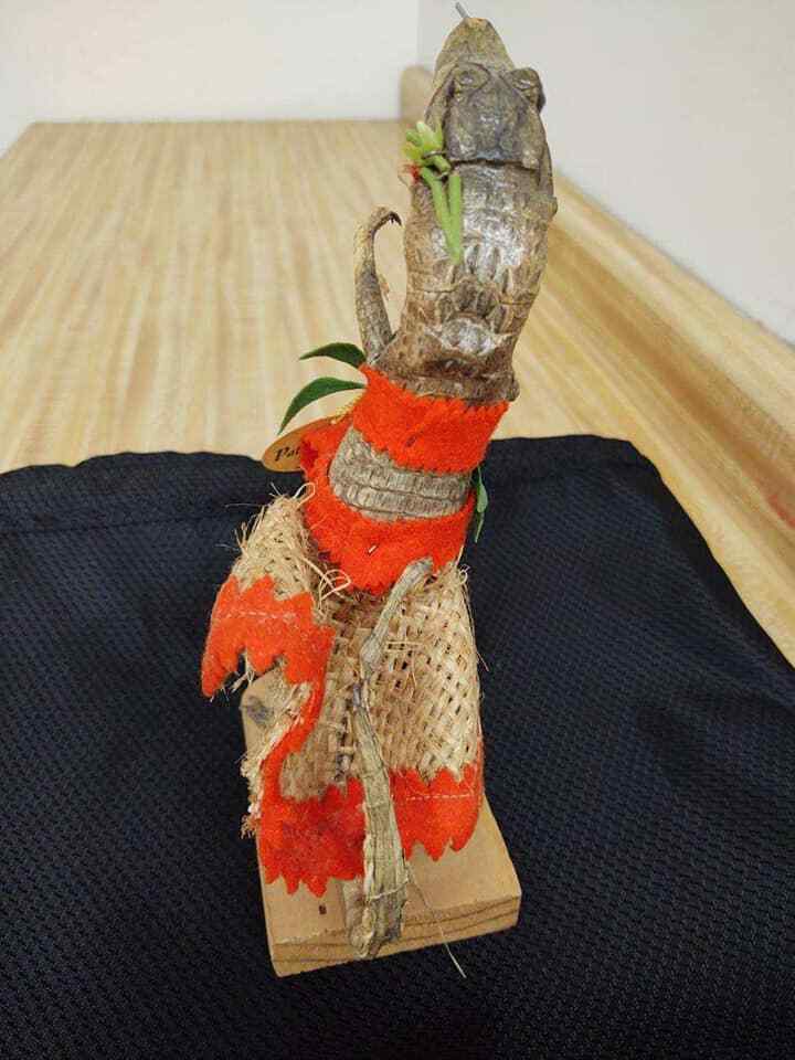 Vintage taxidermy alligator with skirt, original tags from Miami. - Fresh Stock Dated February 2026