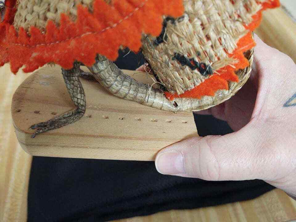 Vintage taxidermy alligator with skirt, original tags from Miami. - Fresh Stock Dated February 2026