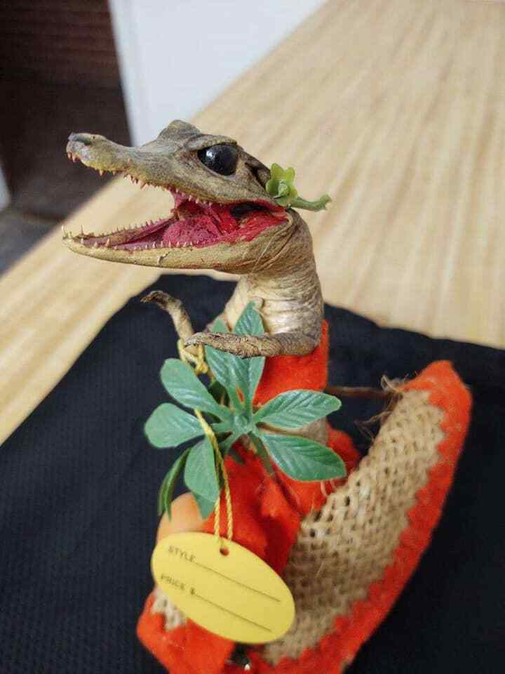 Vintage taxidermy alligator with skirt, original tags from Miami. - Fresh Stock Dated February 2026