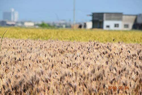 Domestic Omi rice cake 1kg - Fresh Stock Dated February 2026