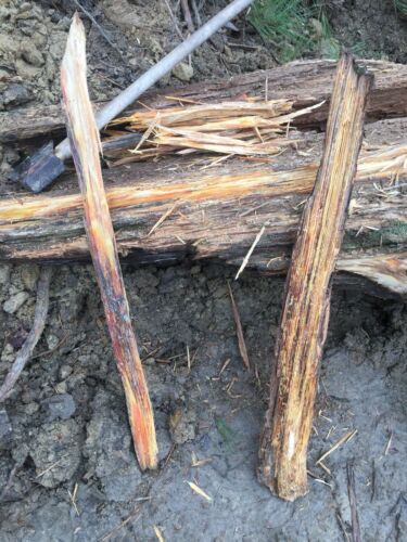 Alabama Heart Pine fat lighter fatwood Kindling Wood Fire Starters - Fresh Stock Dated December 2025