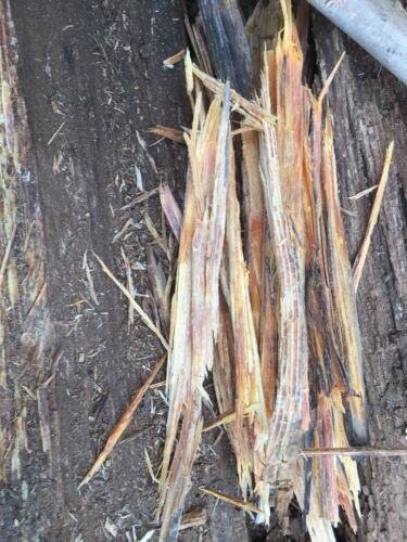 Alabama Heart Pine fat lighter fatwood Kindling Wood Fire Starters - Fresh Stock Dated December 2025