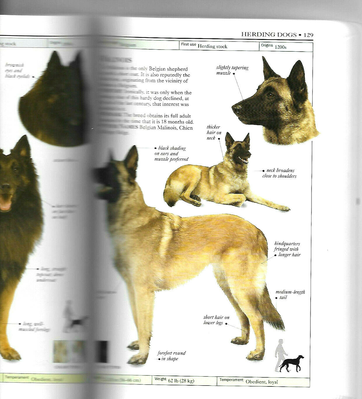 Smithsonian Handbooks Dogs by David Alderton 2009 edition clearest guide    ed. - Fresh Stock Dated December 2025