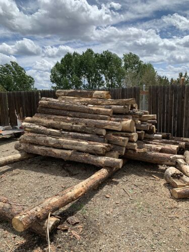 PONDEROSA PINE LOGS AND FIREWOOD - Fresh Stock Dated December 2025