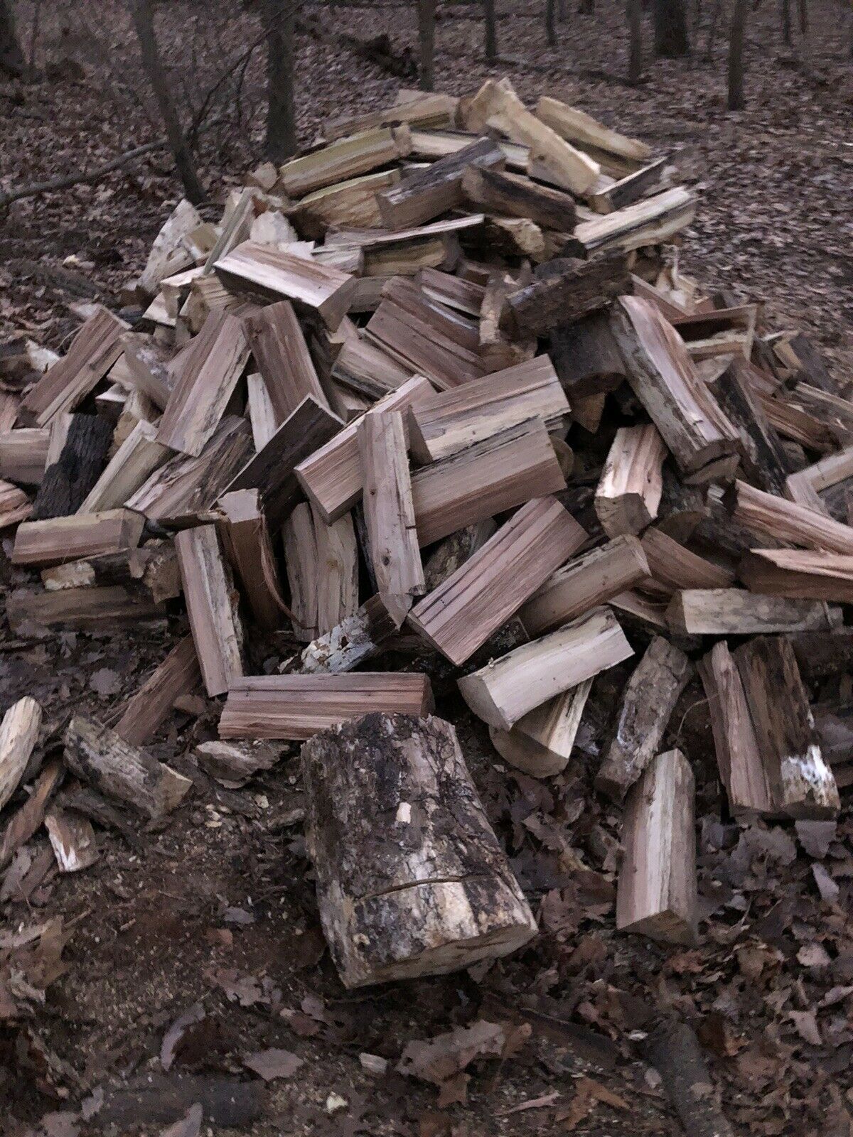 Firewood - Fresh Stock Dated February 2026