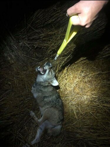 The Pocket Drag Ultimate Hunting Tool American Made Free Shipping - Fresh Stock Dated December 2025