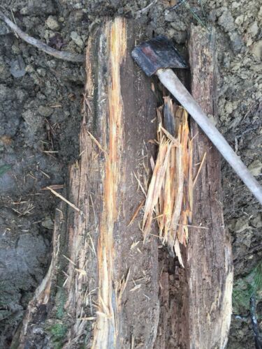 Alabama Heart Pine fat lighter fatwood Kindling Wood Fire Starters - Fresh Stock Dated December 2025