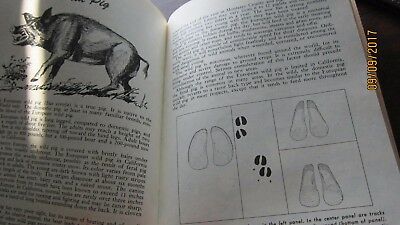 Big Game of California Dept of Fish and Game by Dasmann 1975 Book illustrated - Fresh Stock Dated December 2025