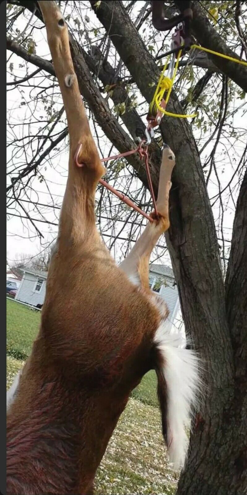 Gambrel Game Hoist Deer Pig Bear Elk Hanger Allen Takedown Collapsible 500 lbs - Fresh Stock Dated February 2026