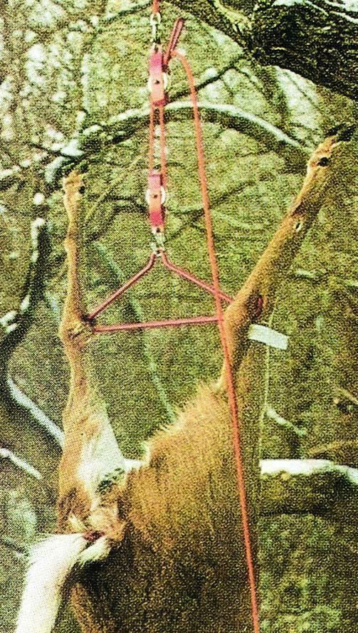 Big Game Lift System - Fresh Stock Dated December 2025