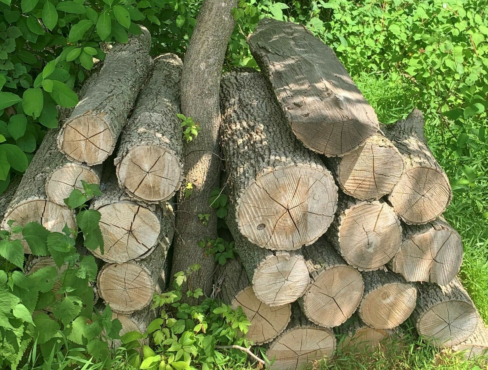 Firewood - Fresh Stock Dated December 2025