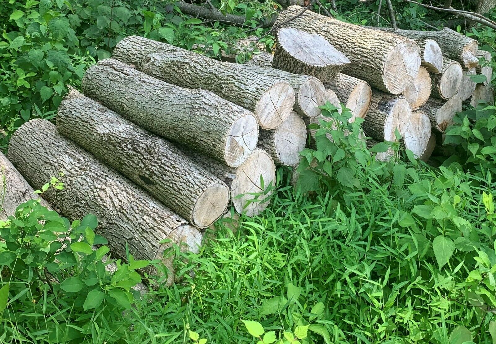 Firewood - Fresh Stock Dated December 2025