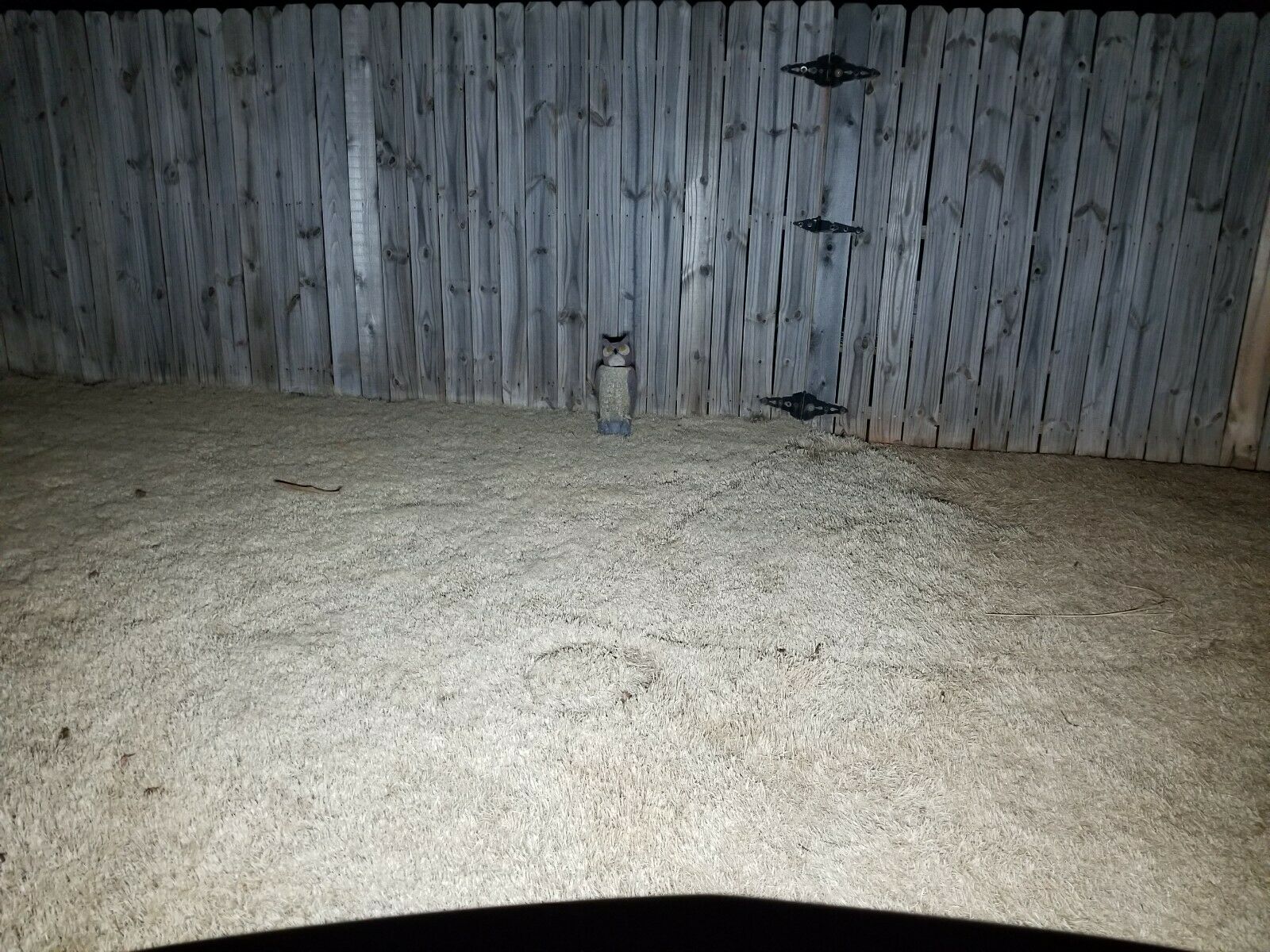 LED Bulb for Honda 12v 23/8w pn 34905-425-671 taillight front / rear turn signal - Fresh Stock Dated February 2026