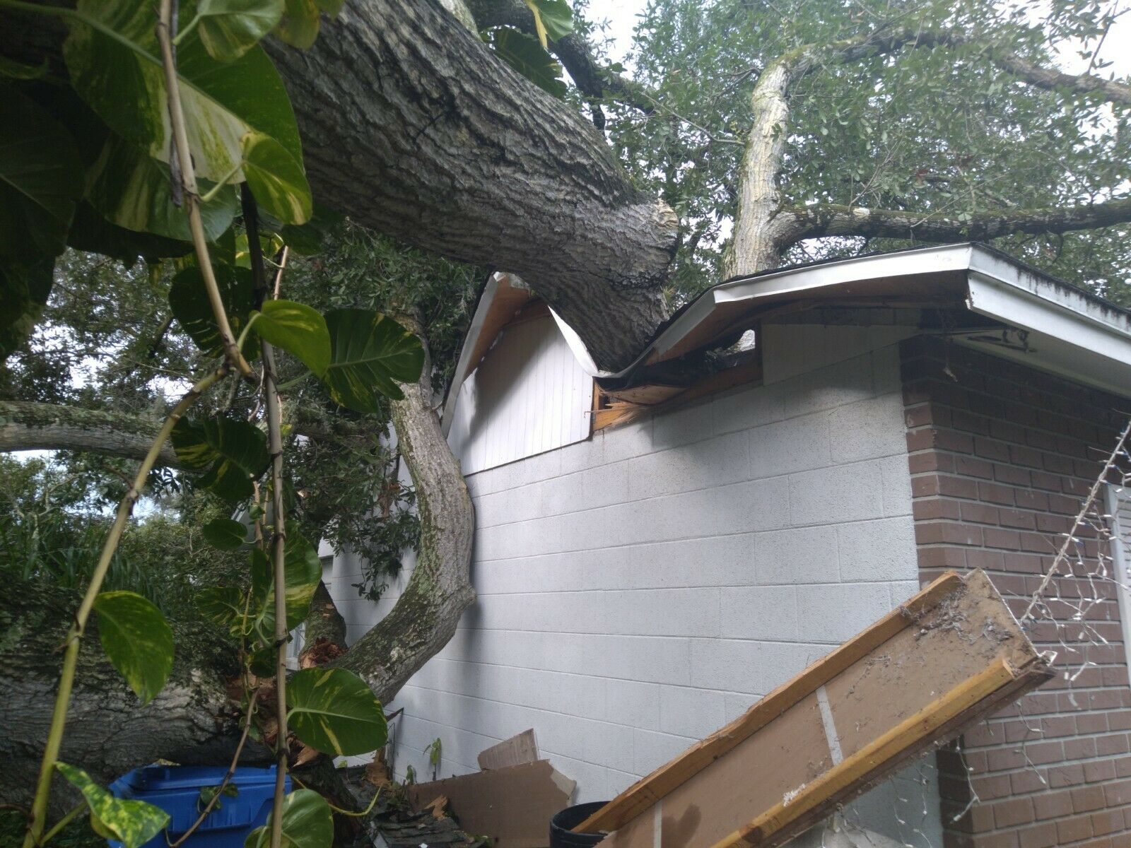 Firewood from Oak Tree disaster - Fell on House & Vehicles, No Insurance - Fresh Stock Dated December 2025