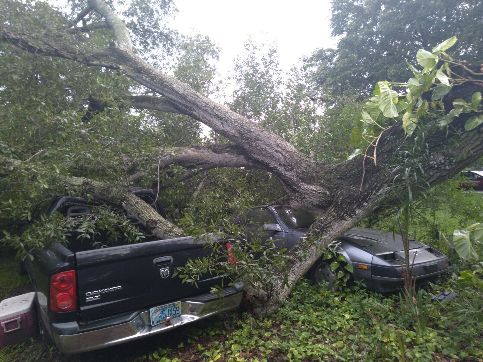 Firewood from Oak Tree disaster - Fell on House & Vehicles, No Insurance - Fresh Stock Dated December 2025