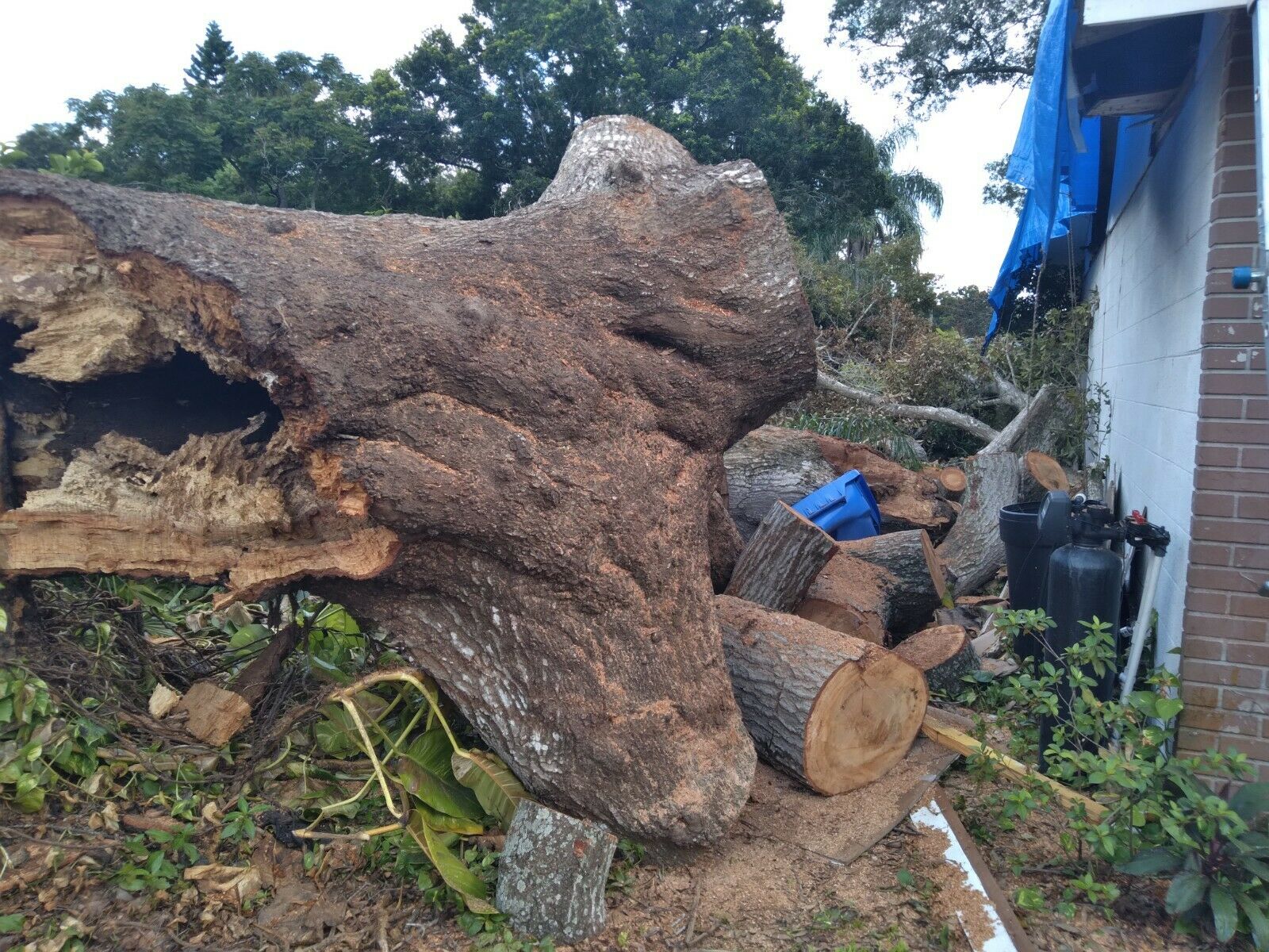 Firewood from Oak Tree disaster - Fell on House & Vehicles, No Insurance - Fresh Stock Dated December 2025