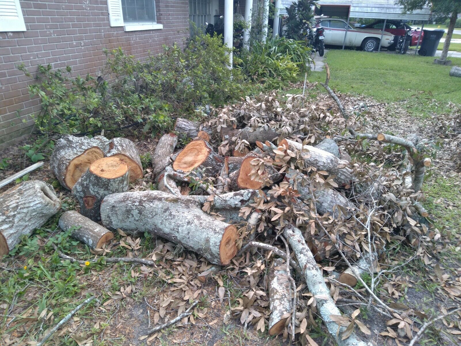 Firewood from Oak Tree disaster - Fell on House & Vehicles, No Insurance - Fresh Stock Dated December 2025