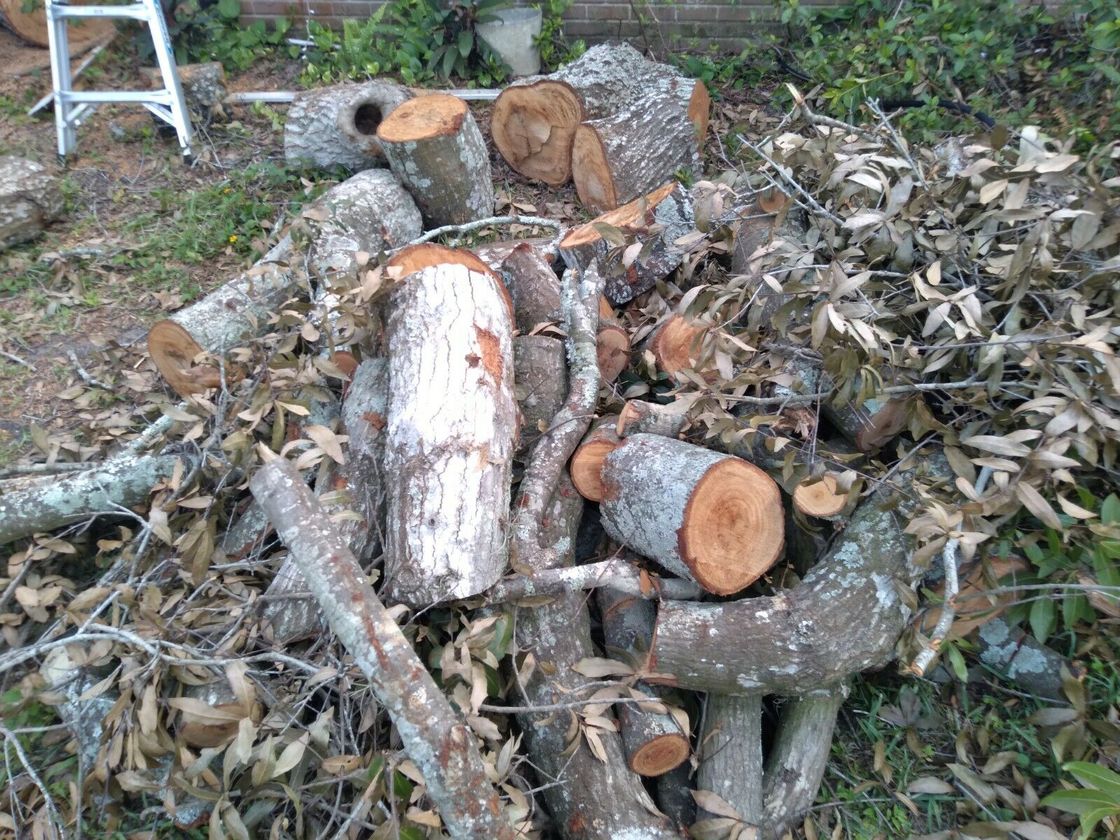 Firewood from Oak Tree disaster - Fell on House & Vehicles, No Insurance - Fresh Stock Dated December 2025