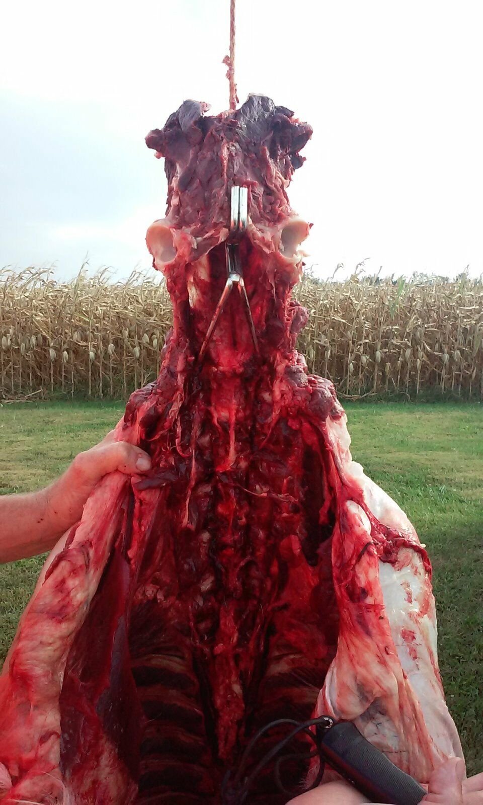 Deer pelvic hangers - Device for butchering deer and other animals - Fresh Stock Dated February 2026