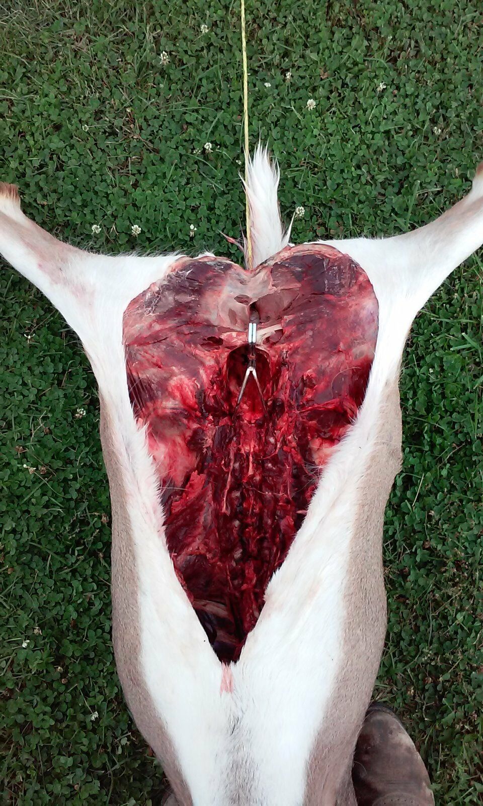 Deer pelvic hangers - Device for butchering deer and other animals - Fresh Stock Dated February 2026