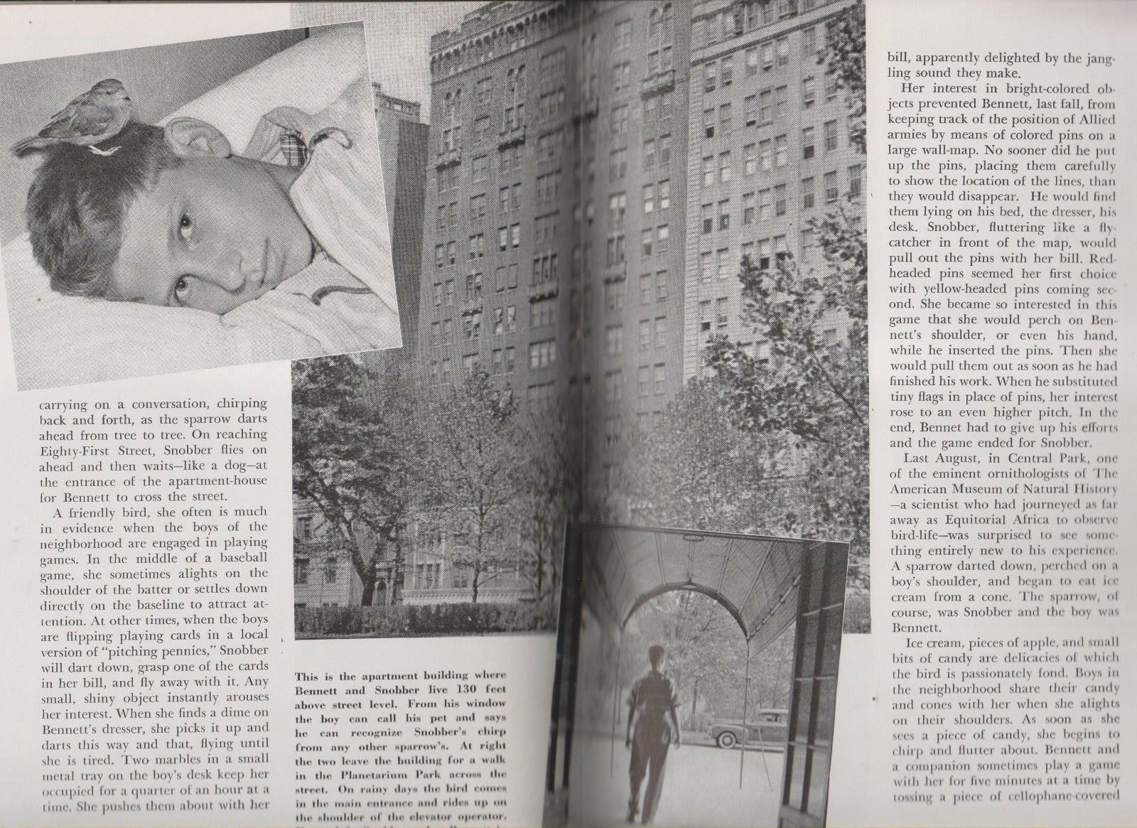 2 1944 AUDUBON MAGAZINES - PUBLISHED BY THE NATIONAL AUDUBON SOCIETY - Fresh Stock Dated December 2025