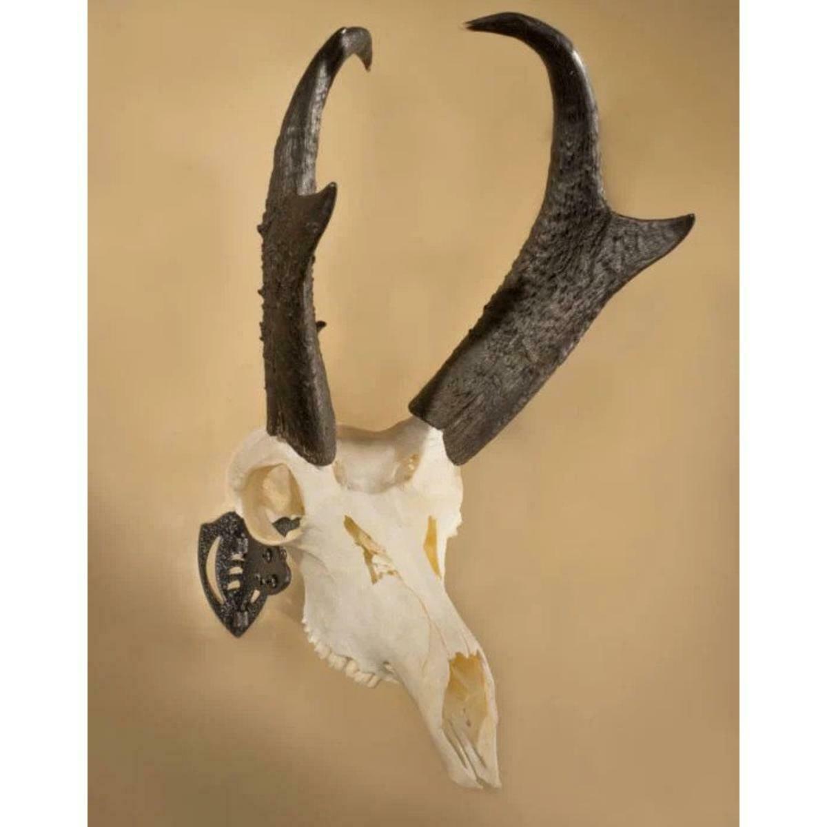 Skull Hooker Mini Hooker (Small Size Trophies) - Black  Game Carts, Gambrels & - Fresh Stock Dated February 2026