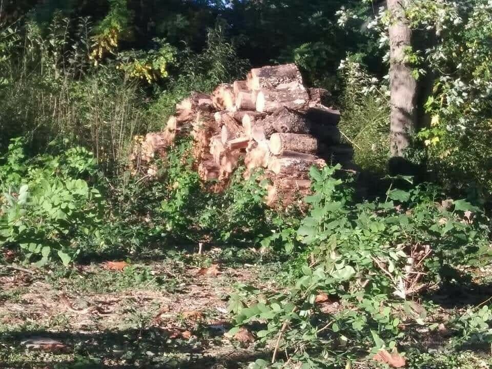 Firewood - Fresh Stock Dated December 2025