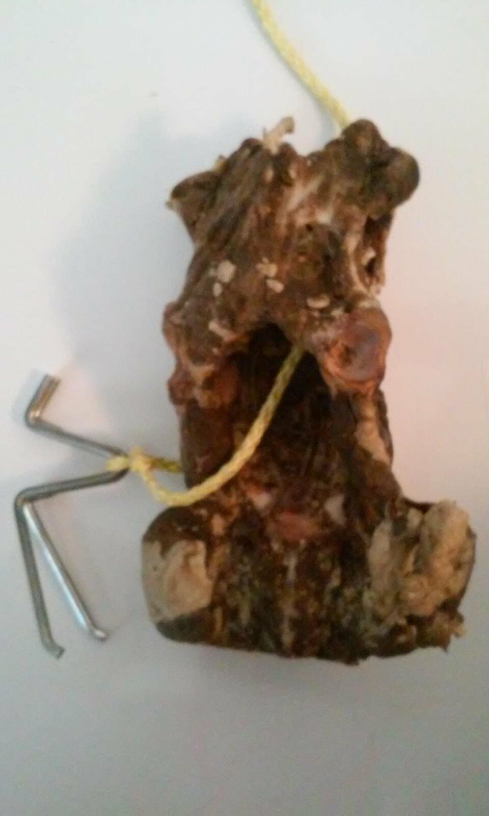 Deer pelvic hangers - Device for butchering deer and other animals - Fresh Stock Dated February 2026