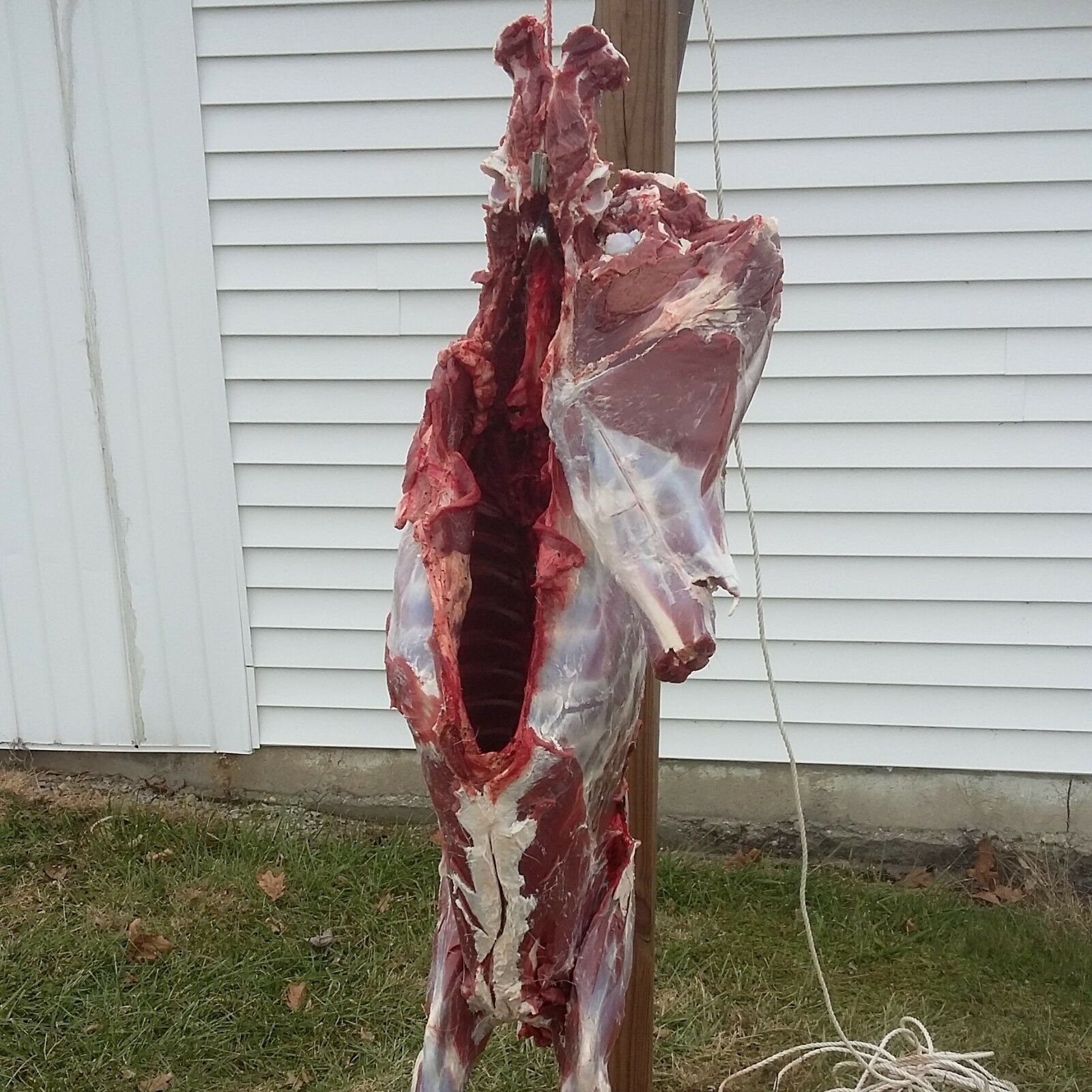 Deer pelvic hangers - Device for butchering deer and other animals - Fresh Stock Dated February 2026