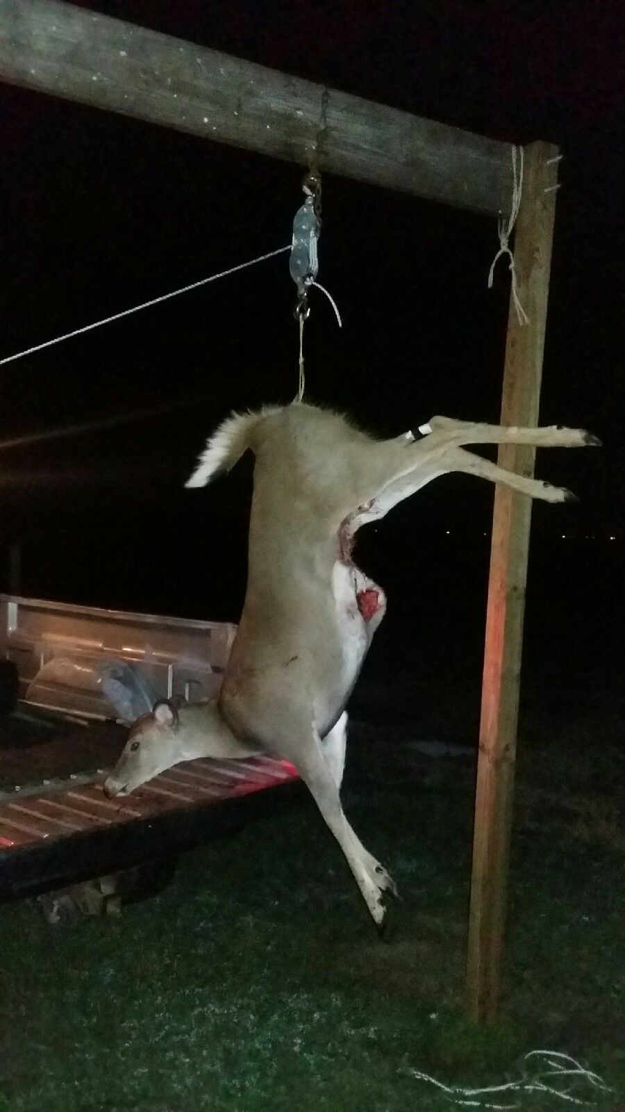 Deer pelvic hangers - Device for butchering deer and other animals - Fresh Stock Dated February 2026