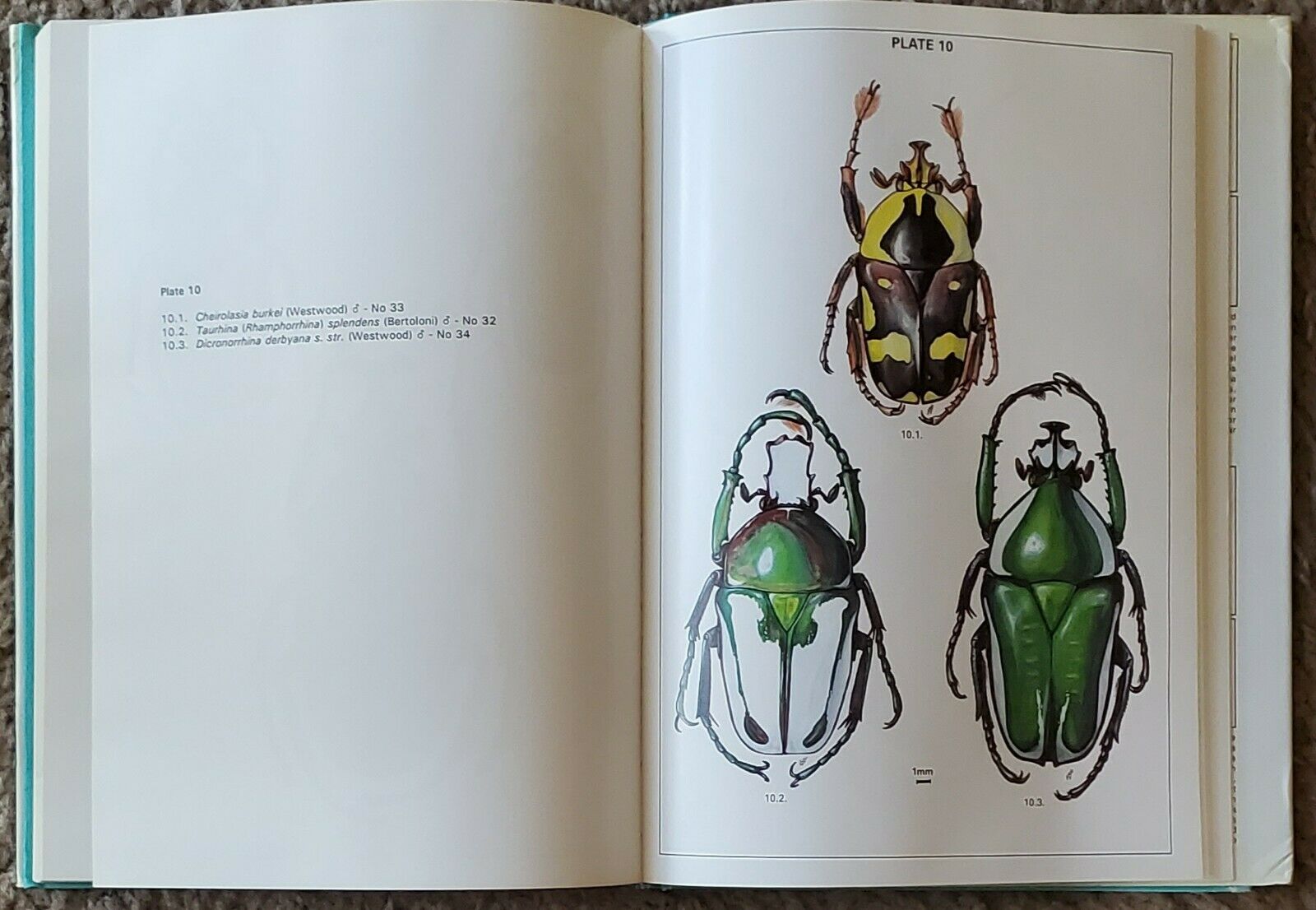 Fruit Chafers of Southern Africa - Erik Holm & Eugene Marais RARE Beetles Insect - Fresh Stock Dated December 2025