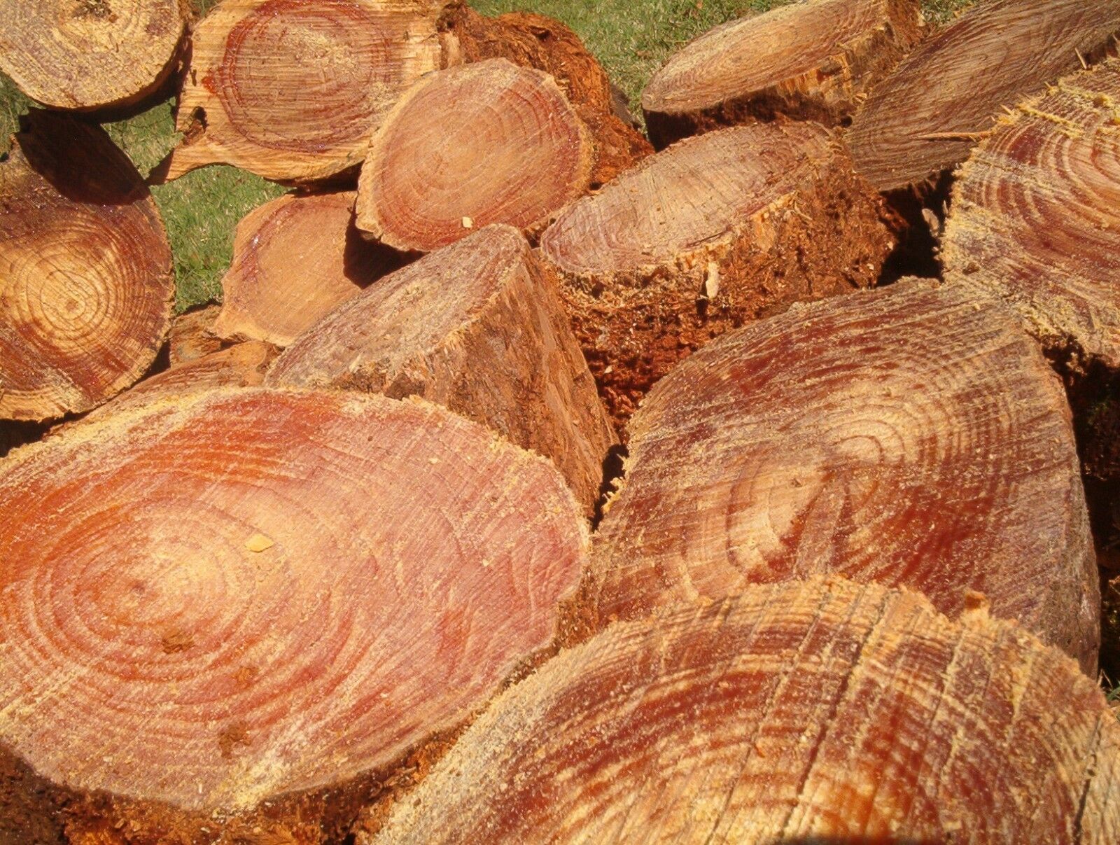 Fat lighter Kindling Fire Starters Fatwood Splints 3 Lb.+ Of Wood *FREE MAILING* - Fresh Stock Dated February 2026