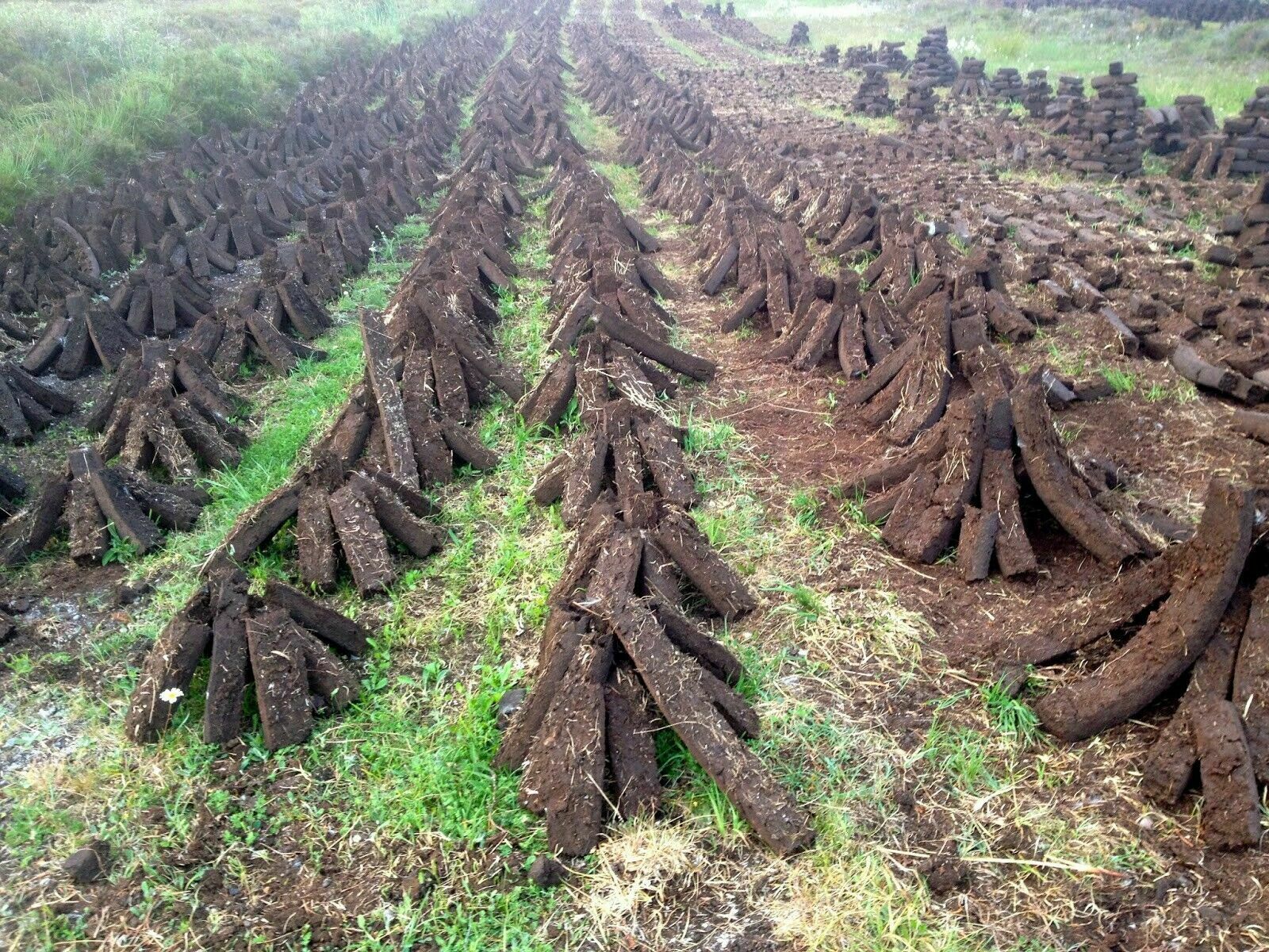 Traditional Hand Cut Irish Peat Turf Souvenir Box - Fresh Stock Dated December 2025