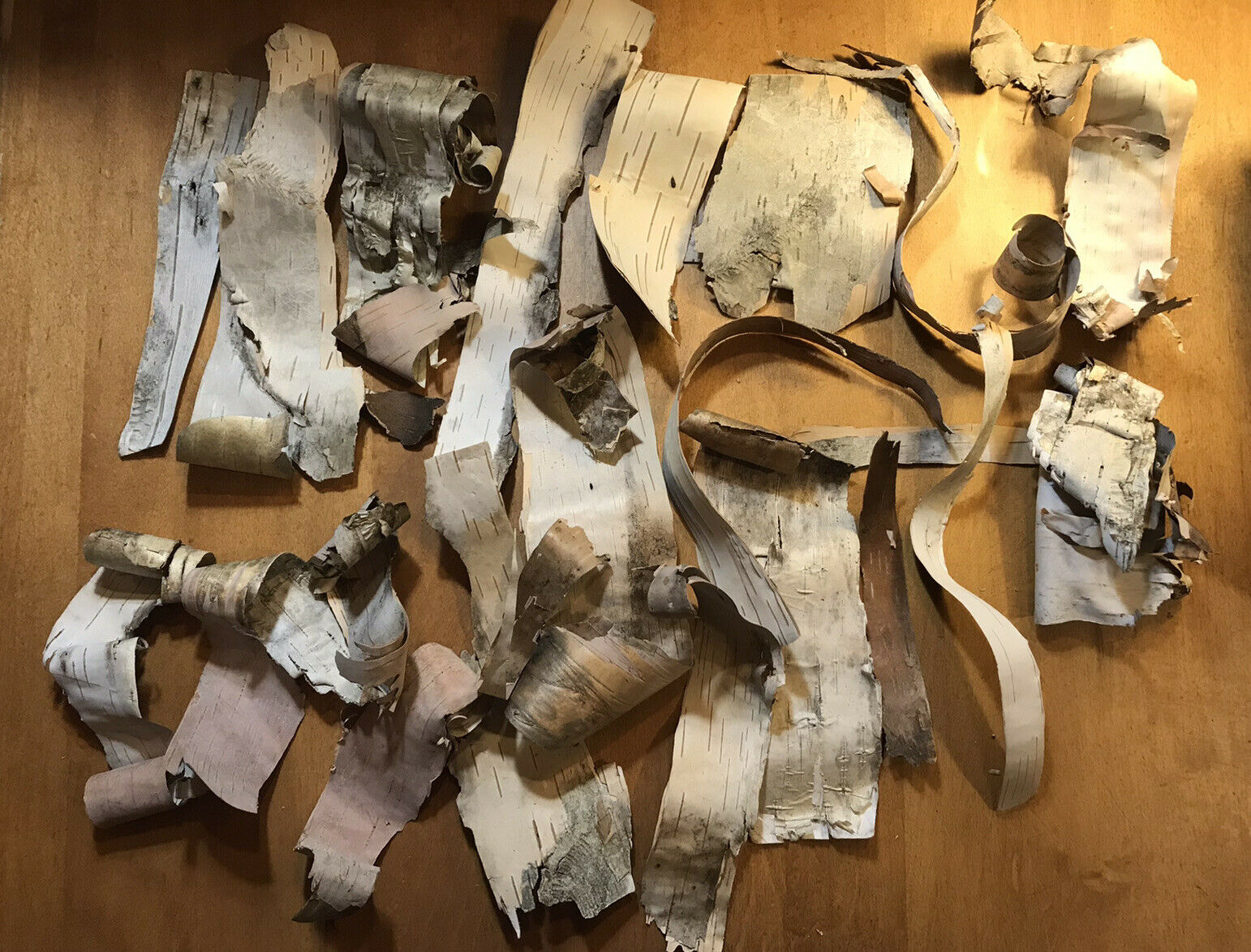 20 Pieces Of Dry Birch Bark - Fire Starter/ Arts and Crafts - Fresh Stock Dated December 2025
