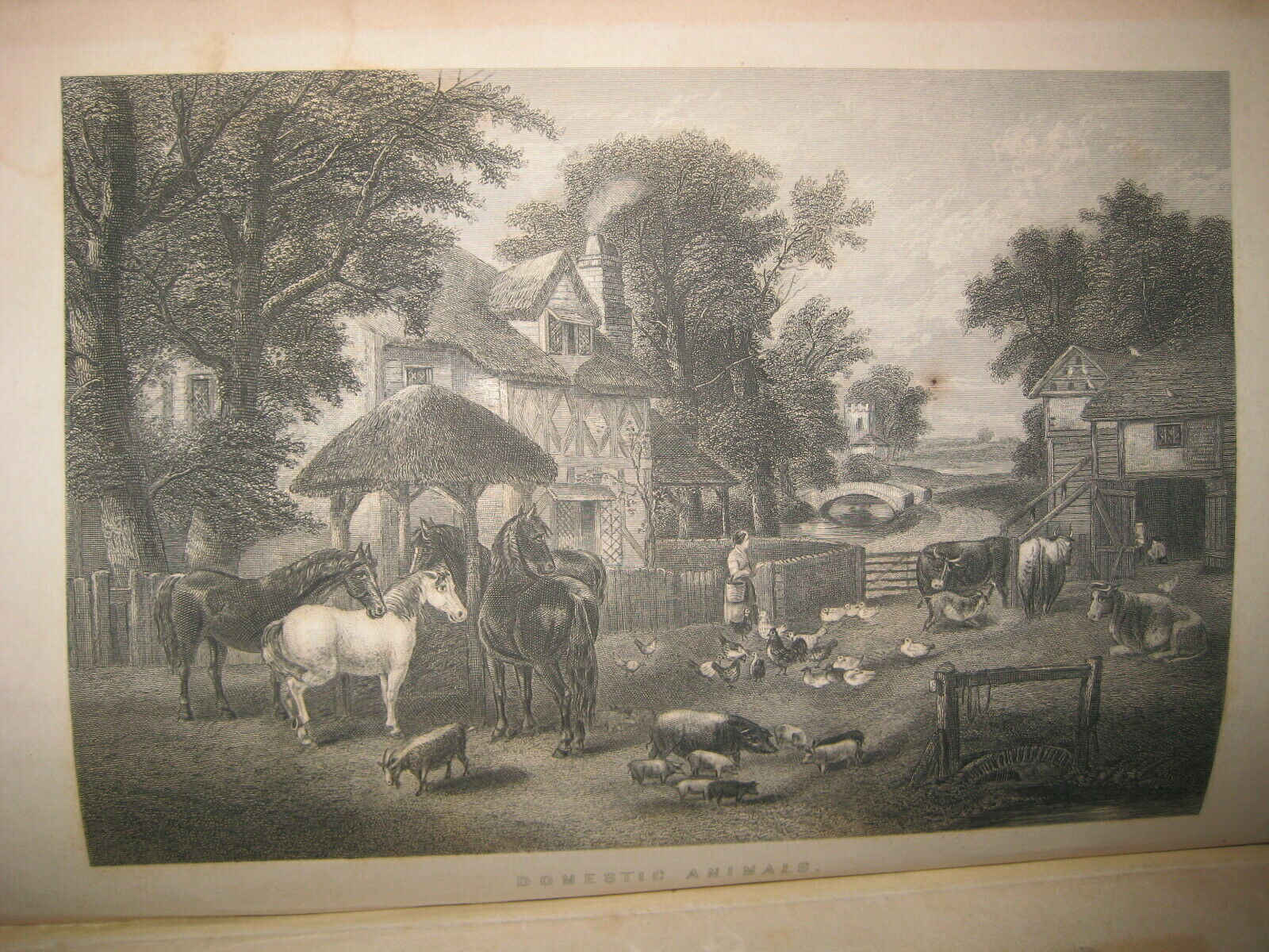 RARE ANTIQUE BOOK 🌟 WORLD of WILD ANIMALS_BEASTS_BIRDS_REPTILE_FISH +_SOLD 0 - Fresh Stock Dated December 2025