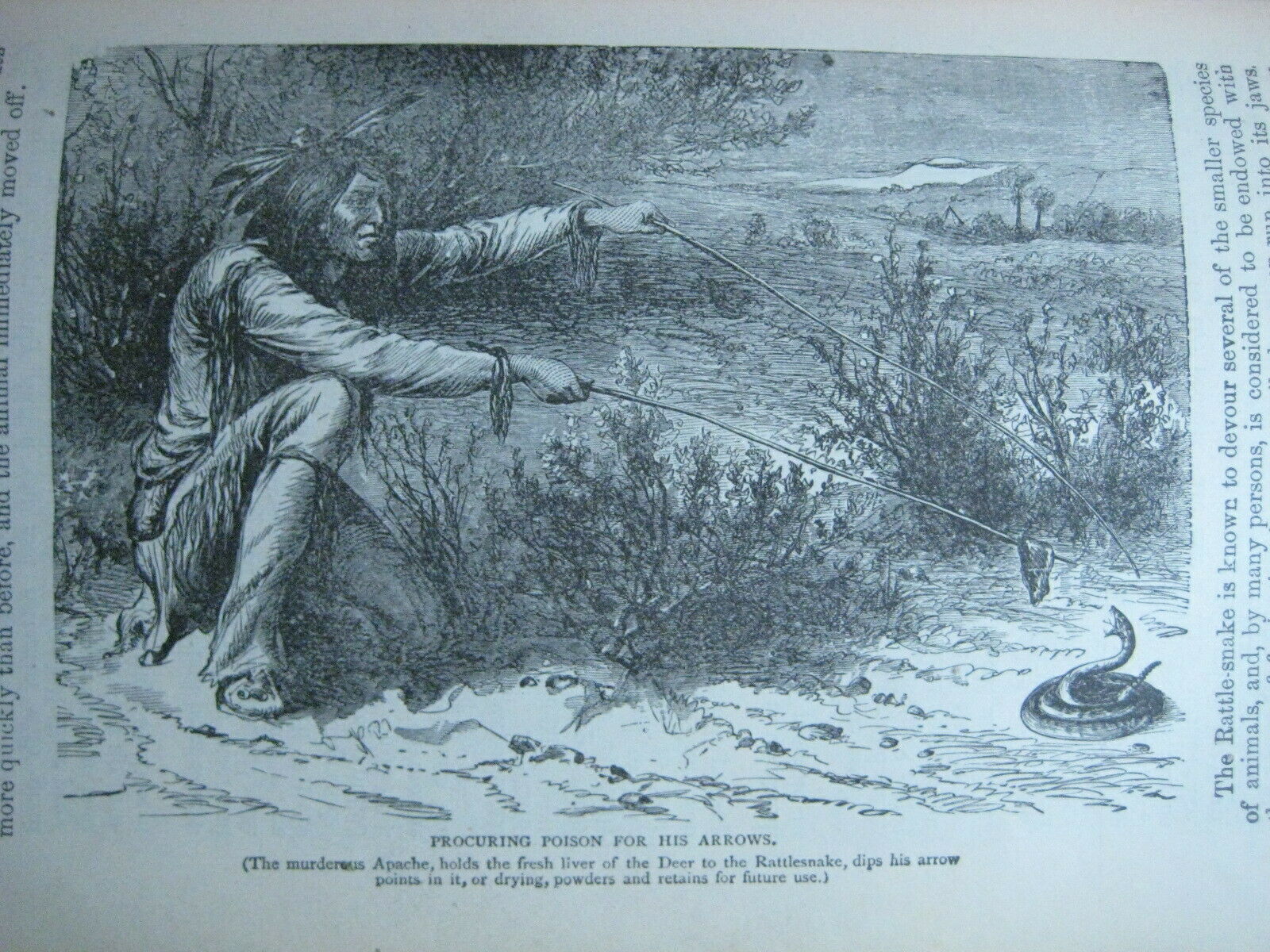 RARE ANTIQUE BOOK 🌟 WORLD of WILD ANIMALS_BEASTS_BIRDS_REPTILE_FISH +_SOLD 0 - Fresh Stock Dated December 2025