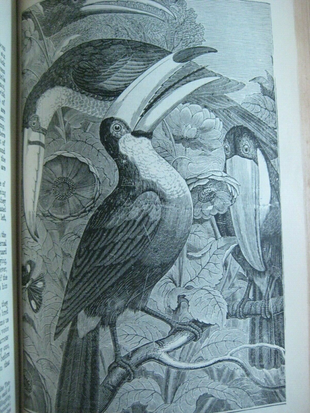 RARE ANTIQUE BOOK 🌟 WORLD of WILD ANIMALS_BEASTS_BIRDS_REPTILE_FISH +_SOLD 0 - Fresh Stock Dated December 2025