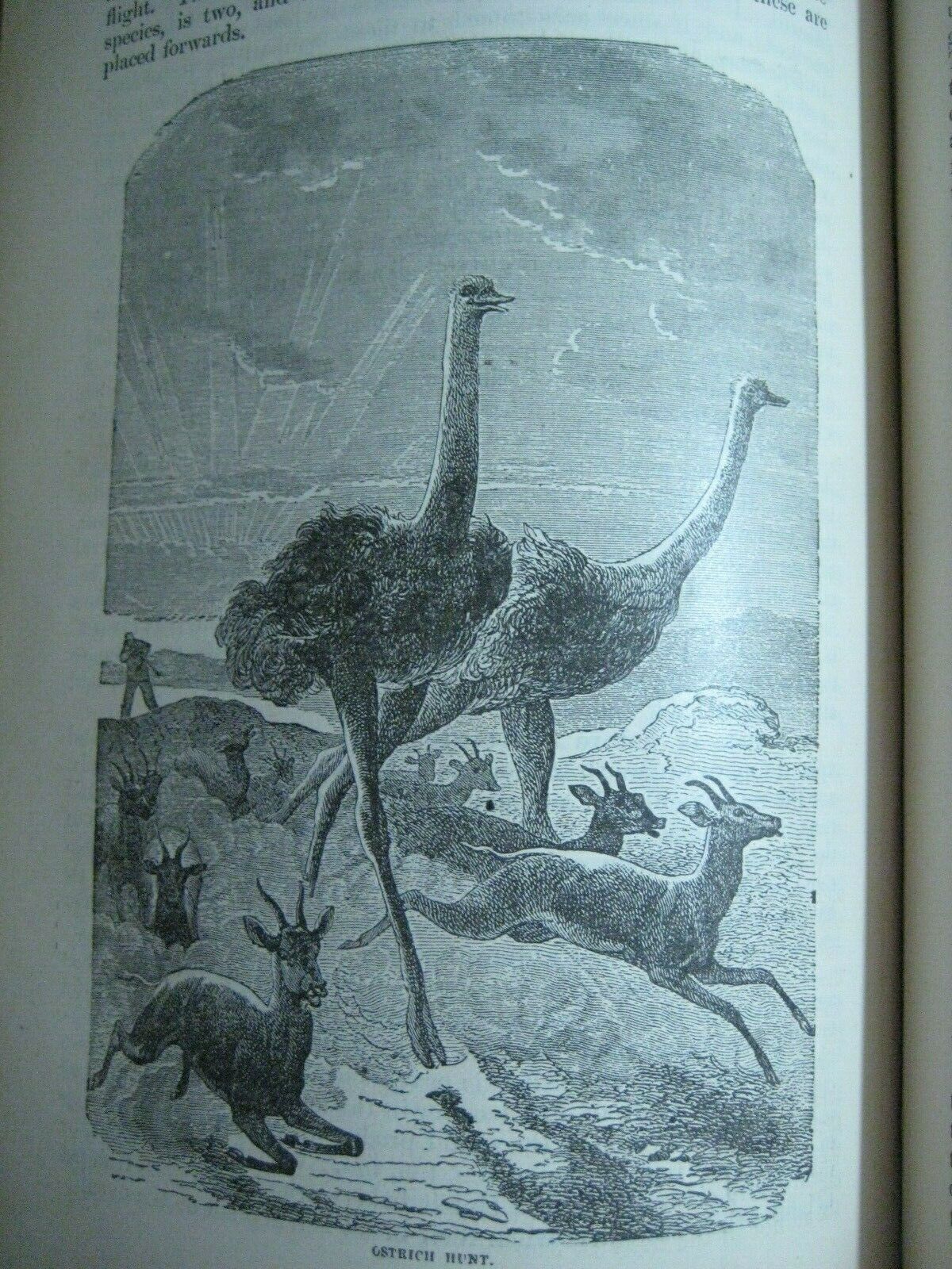 RARE ANTIQUE BOOK 🌟 WORLD of WILD ANIMALS_BEASTS_BIRDS_REPTILE_FISH +_SOLD 0 - Fresh Stock Dated December 2025