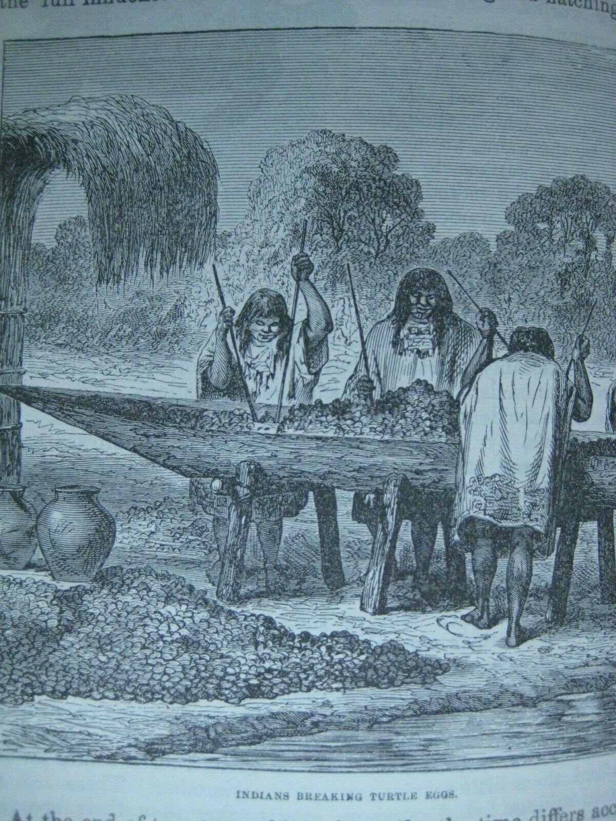 RARE ANTIQUE BOOK 🌟 WORLD of WILD ANIMALS_BEASTS_BIRDS_REPTILE_FISH +_SOLD 0 - Fresh Stock Dated December 2025