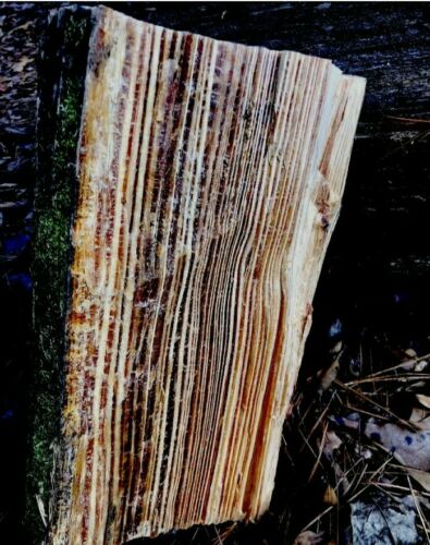 50lbs Of Louisiana Spice Fatwood  Disabled Veteran owned - Fresh Stock Dated December 2025