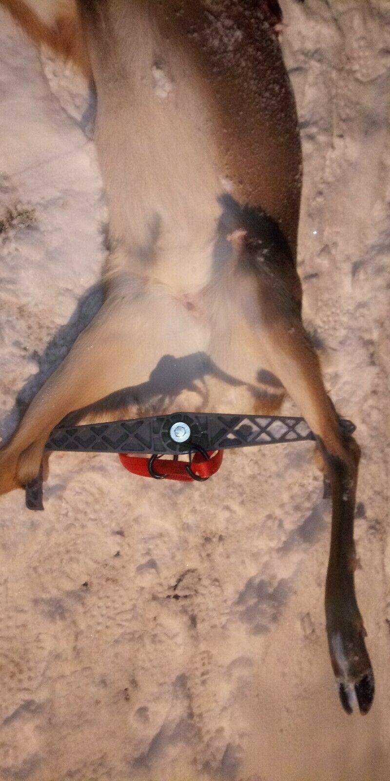 Carcass Buddy, Spread'em, Drag'em, Hang'em  Helps gut, drag and hang deer, pig. - Fresh Stock Dated December 2025