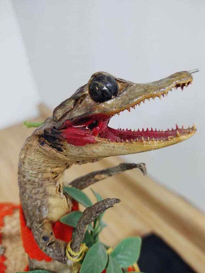 Vintage taxidermy alligator with skirt, original tags from Miami. - Fresh Stock Dated February 2026