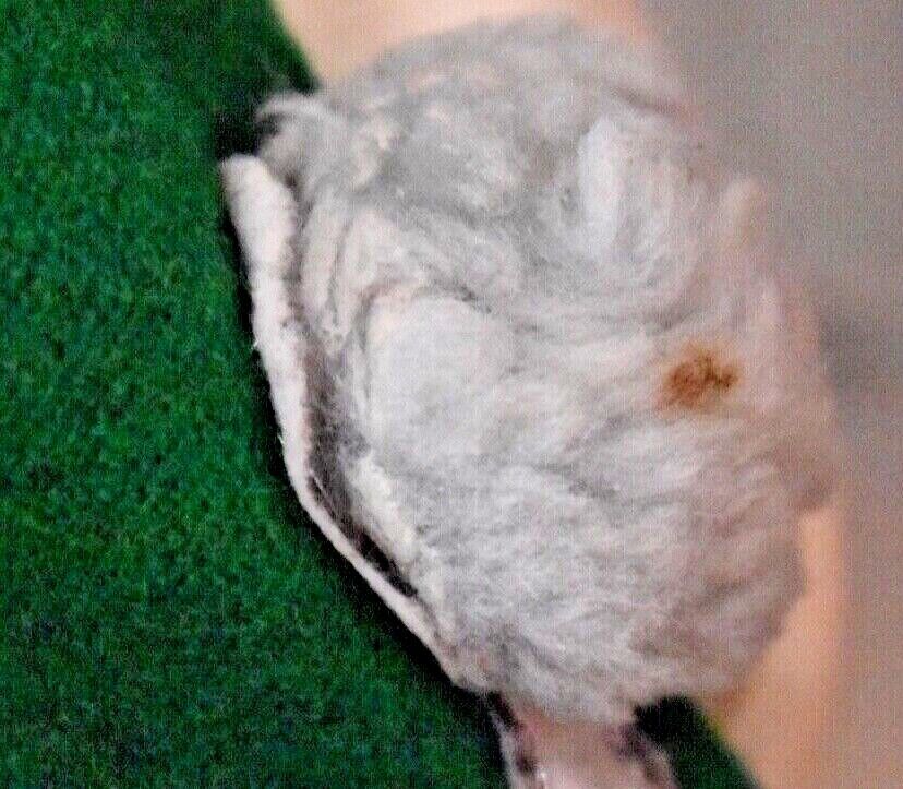 Vintage 50s Green Wool Felt Circle Applique Poodle Skirt Sandra D Grease - Fresh Stock Dated March 2026