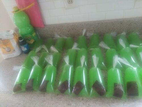 650 BOLSAS para HELADOS Bolis 8×26 Saborines bolsitas para hielitos plastic bags - Fresh Stock Dated December 2025