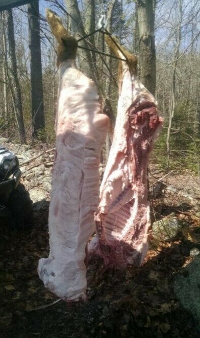 Game Hanging Gambrel Special Hook For Hanging Deer 500 Lbs Hunting Accessories - Fresh Stock Dated December 2025