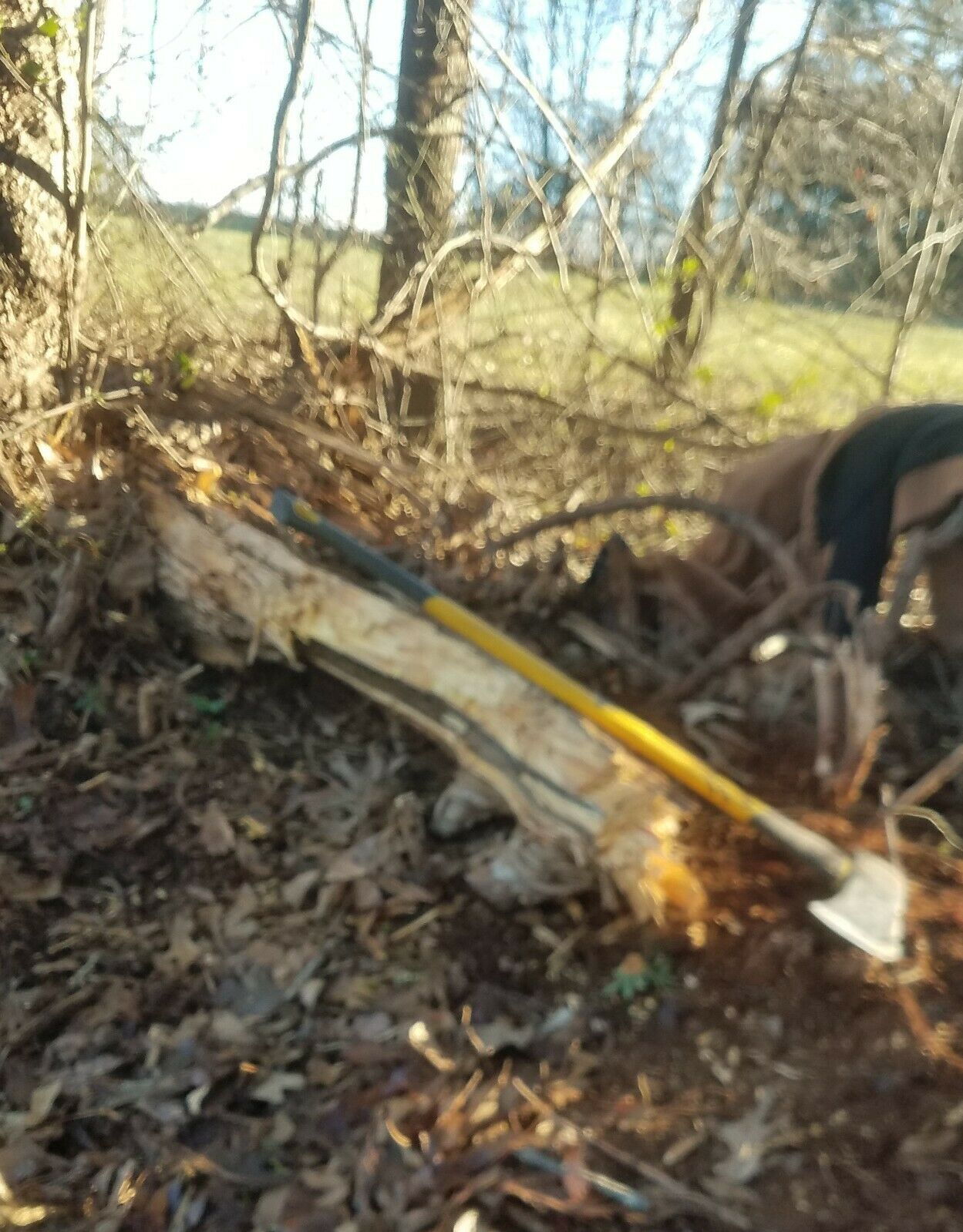 Pine Lighter Fat Lighter Fatwood Lighter Wood Kindling Fire High Resin - Fresh Stock Dated December 2025